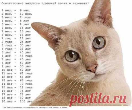 Соответствие возраста кошки и человека | thePO.ST