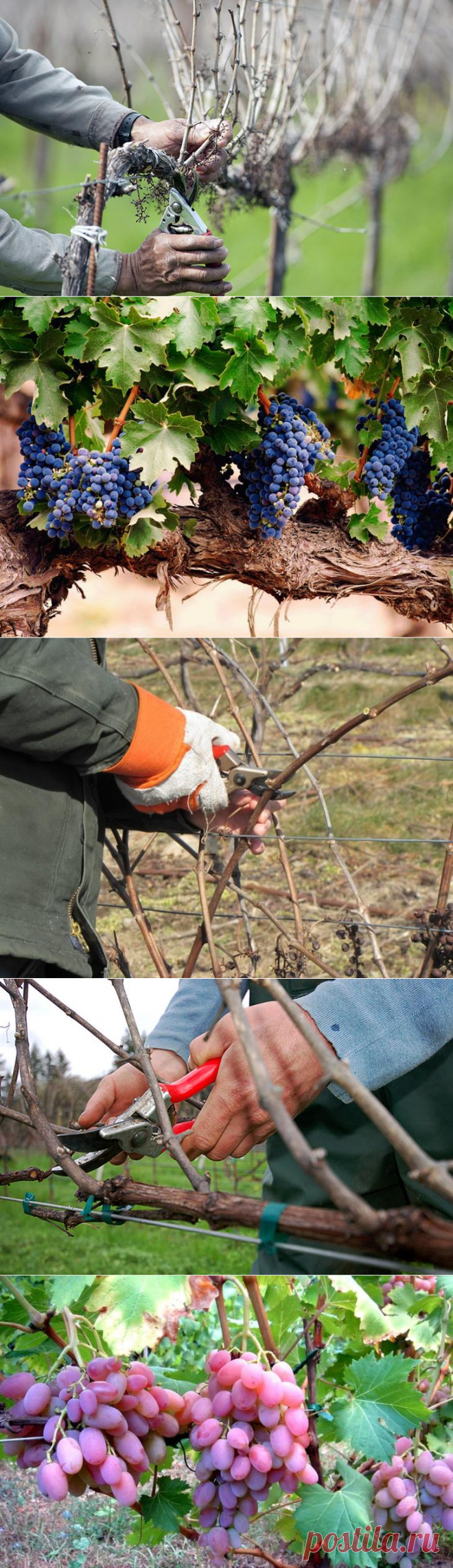 Обрезка винограда — самый правильный путь к увеличению плодоношения