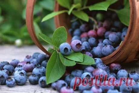 Продукты улучшающие зрение