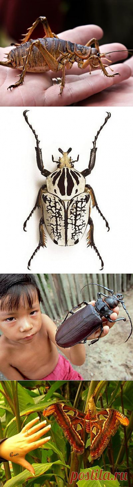 10 крупнейших насекомых мира