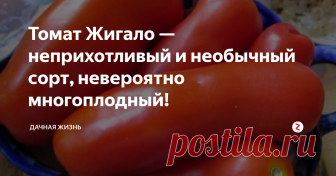Томат Жигало — неприхотливый и необычный сорт, невероятно многоплодный! Штамбовый и низкорослый сорт. Среднеспелый томат — плоды созревают на 100-105 день от всходов. Можно выращивать в теплице или ОГ. Невероятно многоплодный сорт. Куст просто увешен плодами удлиненной формы, похожими на сардельку или колбаску. Томаты красного окраса. Кожица плотная. Высокая урожайность, на кусте оставляют не более 5 кистей. В данном случае томаты будут круп