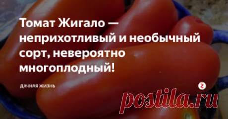 Томат Жигало — неприхотливый и необычный сорт, невероятно многоплодный! Штамбовый и низкорослый сорт. Среднеспелый томат — плоды созревают на 100-105 день от всходов. Можно выращивать в теплице или ОГ. Невероятно многоплодный сорт. Куст просто увешен плодами удлиненной формы, похожими на сардельку или колбаску. Томаты красного окраса. Кожица плотная. Высокая урожайность, на кусте оставляют не более 5 кистей. В данном случае томаты будут круп