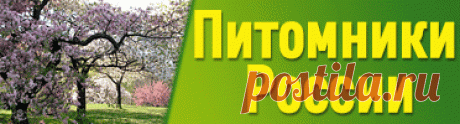 Снежноягодник округлый - розовый жемчуг