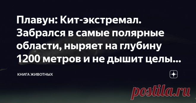 Плавун: Кит-экстремал. Забрался в самые полярные области, ныряет на глубину 1200 метров и не дышит целый час! Если бы меня попросили назвать самого милого китообразного планеты, я бы не задумываясь отдала сие почётное звание плавуну. Этот мирный гигант, похожий на сардельку, в отличие от остальной родни не промышляет маниакальной жестокостью. Он покоряет глубоководья полярных вод. А сейчас ещё и покорит ваши сердечки.  Наш герой относится к зубатым китам — косатки, дельфин...