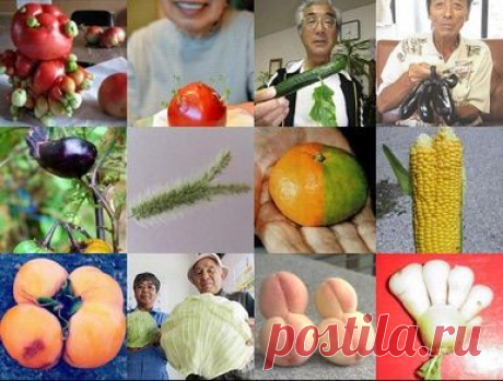'Fukushima Mutant Vegetables' Debunked