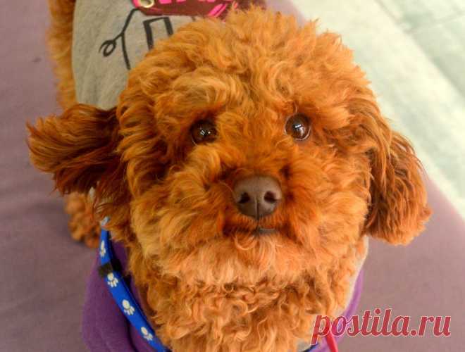 Рыжий красавчик.   ----  Cute Dog  Free Stock Photo HD - Public Domain Pictures