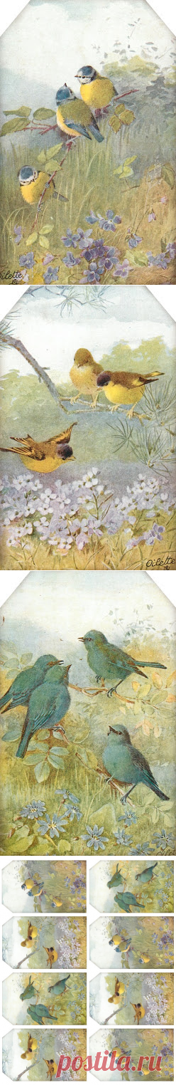Lilac & Lavender: Sweet Birds & Blossoms