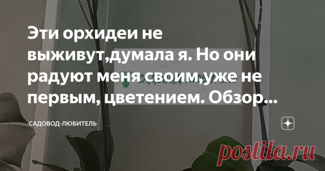 Эти орхидеи не выживут,думала я. Но они радуют меня своим,уже не первым, цветением. Обзор спасенных орхидей! Это будет обзор орхидей у меня на работе,которые мы спасли от гибели.
Итак,сегодня речь пойдет о наших любимых орхидеях.
Совсем недовно я писала в статье,как мы на работе с девчонками спасли орхидеи от гибели.
И еще одна статья,где я рассказывала,как спомощью 