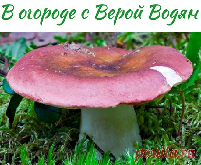 Как посолить сыроежки. Усолеют очень быстро! - В огороде с Верой Водян