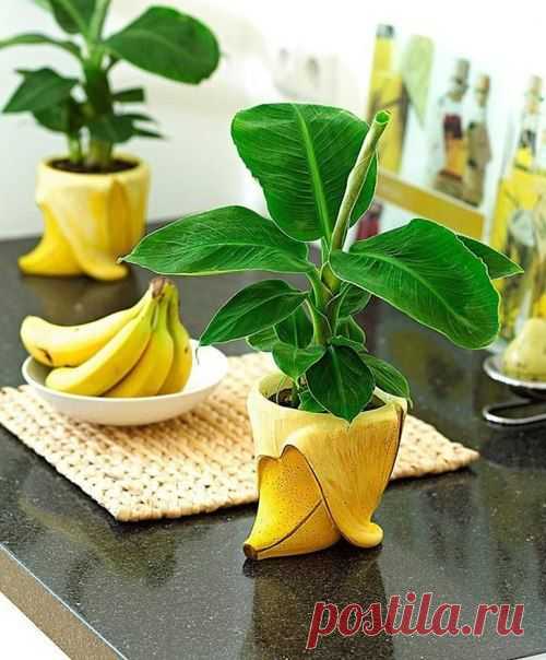 Как вырастить дома... банан
