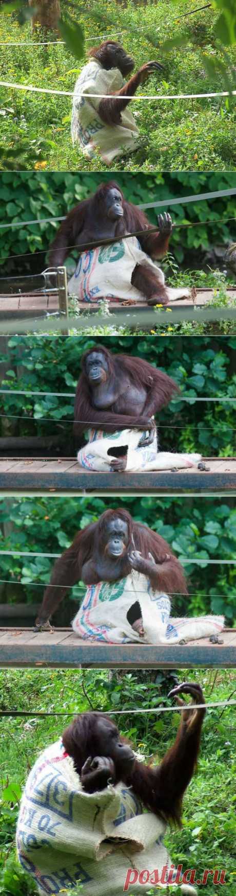 Самка орангутанга поразила посетителей зоопарка, сделав себе платье из мешка | Уши, лапы, хвост