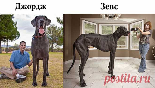 Самая высокая собака в мире | factSpace