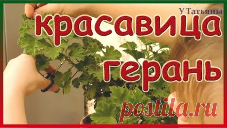Правильный уход за геранью. Герань королевская. Королевская пеларгония.
