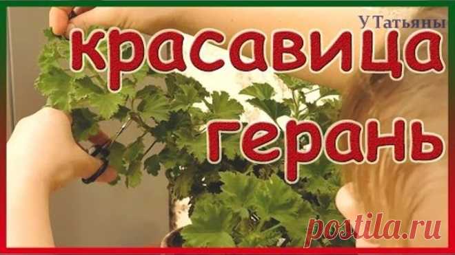 Правильный уход за геранью. Герань королевская. Королевская пеларгония.