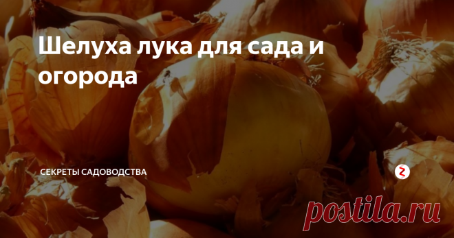 Шелуха лука для сада и огорода Луковая шелуха — незаслуженно забытое 