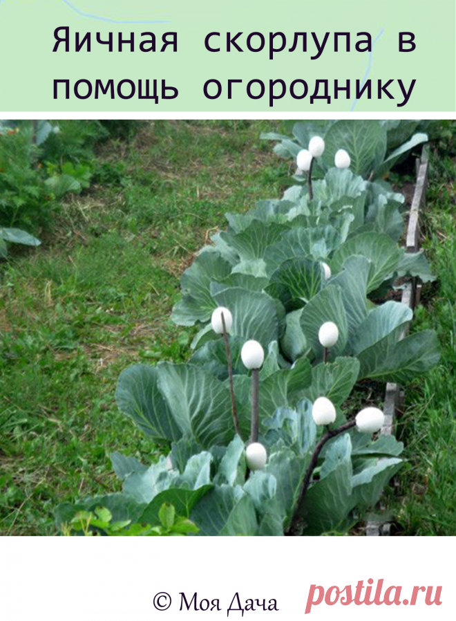 Яичная скорлупа в помощь огороднику

Года четыре назад в интернете я прочитала о том, что можно вырастить чистую капусту, используя для этого скорлупу белых яиц. Всю зиму собирала скорлупу, которая должна быть целой — для этого с любого конца проделываем дырочку, вытряхиваем содержимое. Можно сполоснуть, просушить и ждать весны.