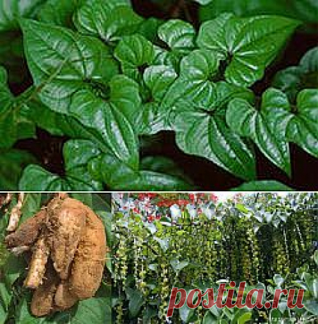 Диоскорея. Дикий Ямс. Wild Yam.