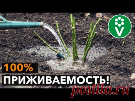 Как посадить РОЗУ весной? Учимся сажать розы по всем правилам