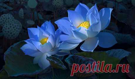 Обои cvety, lotus, art , раздел Цветы, размер 3840x2160 UHD 4К (ultra HD) -  картинку на рабочий стол и телефон