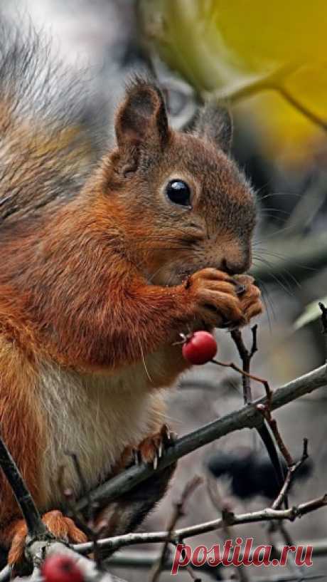 Download Wallpaper 1080x1920 Squirrel, Tree, Branch, Food Sony Xperia Z1, ZL, Z, Samsung Galaxy S4, HTC One HD Background