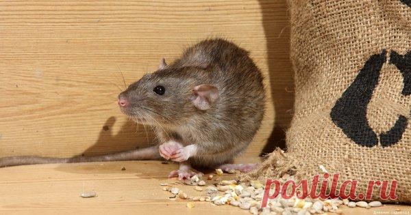 Как избавиться от мышей на даче навсегда - быстро и просто | Дневник садовода | Яндекс Дзен