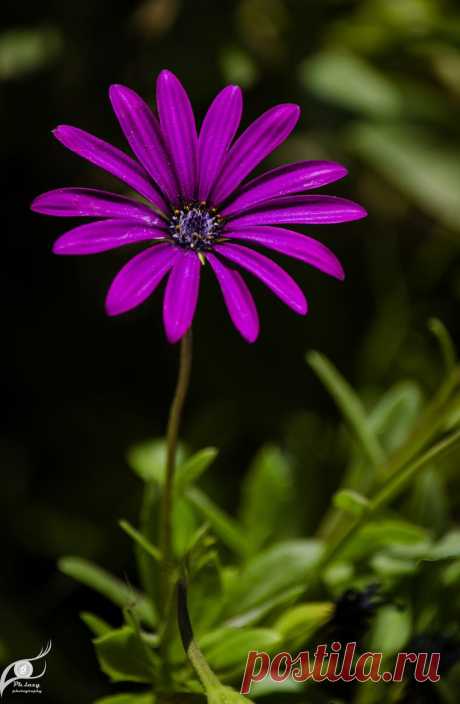 500px / purple by Mohamed Alsalmani