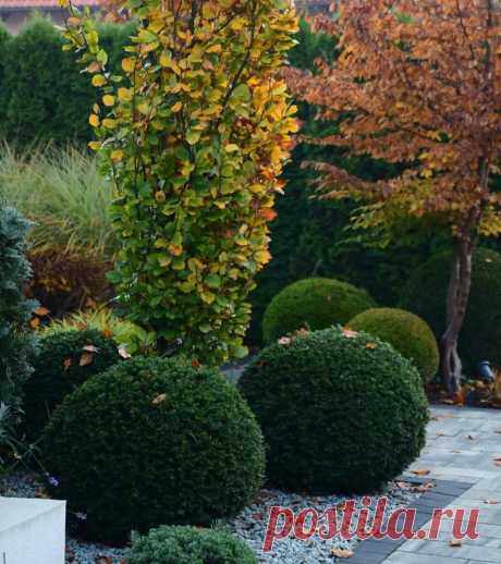 🌳🌳🌳
Striking contrasting color & exquisite beauty seen and captured in the gardens of Jagoda @jagodaws 
.
.
Credit/Source/Images:
@jagodaws 
.
.
#jagodaws #jagoda #autumn #garden #gardens #gardendesign #gardening #gardeninspiration #gardenstyle #landscape #landscapedesign #landscapephotography #gardentour #gardensofinstagram #gardenlove #formalgarden #gardenbeauty #landscapearchitecture #flowers #flowersofinstagram #topiary #parterre #boxwood #hedge #jardin #yew