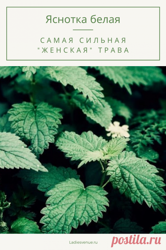 Сильная «женская» трава — яснотка белая — с чем помогает и как ее заваривать