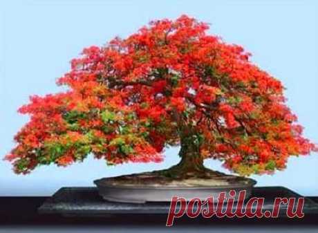 UK Bonsai Tree - Flowering Quince (Chaenomeles) Bonsai Tree   |   Pinterest • Всемирный каталог идей