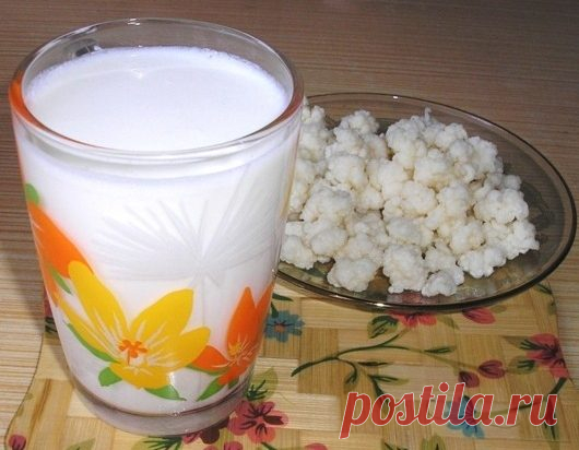 Все о молочном грибе