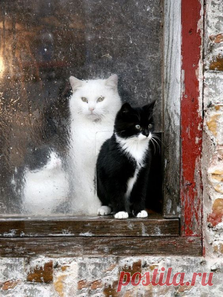 (+1) Кошки и окна...