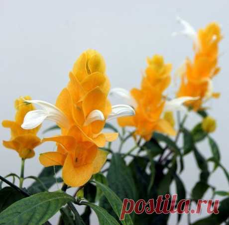 ПАХИСТАХИС (Pachystachys lutea).