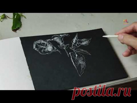 Calystegia silvatica - Гигантский вьюнок - графическая иллюстрация