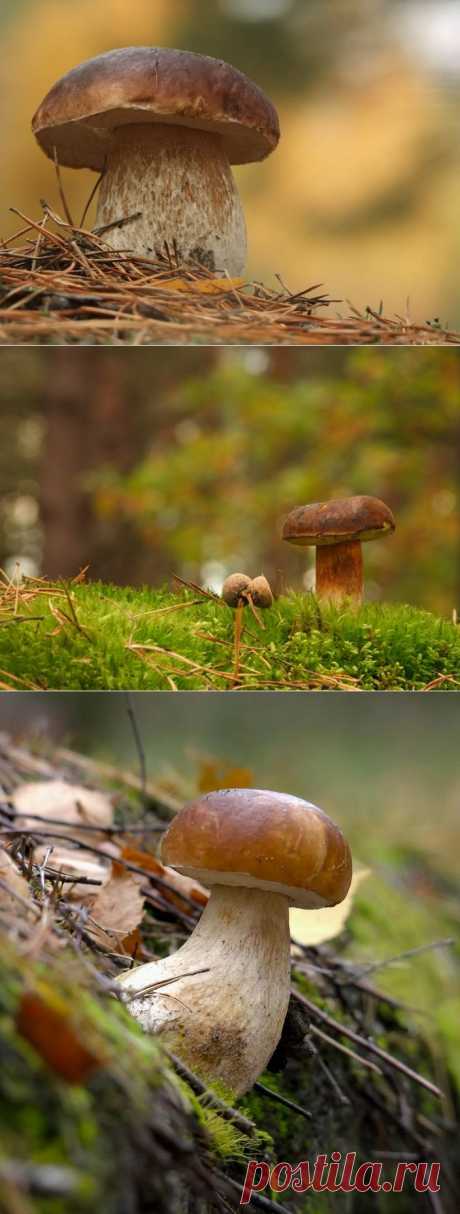 35PHOTO - Вячеслав Мищенко - А в лесу лесочке, выросли грибочки!!!