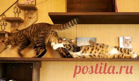 18 уморительных фото, которые доказывают, что 2 кошки лучше, чем одна – MerPortal