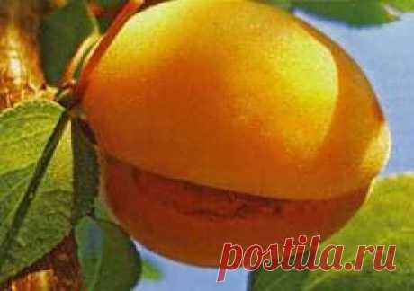 Почему кожура абрикоса и персика трескается | Дача - впрок