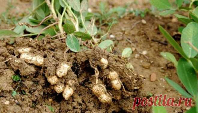 Как посадить арахис и получить хороший урожай
