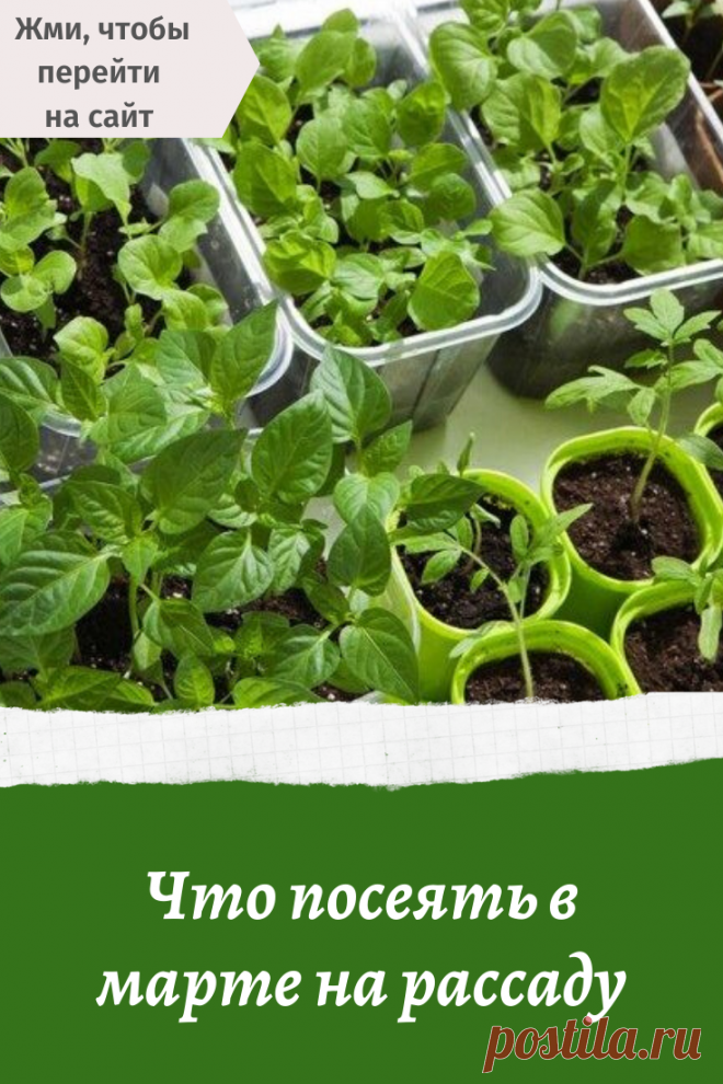 Дачная рассада. Рассада овощей. Рассада дома. Рассада Огородная. Рассада на даче.