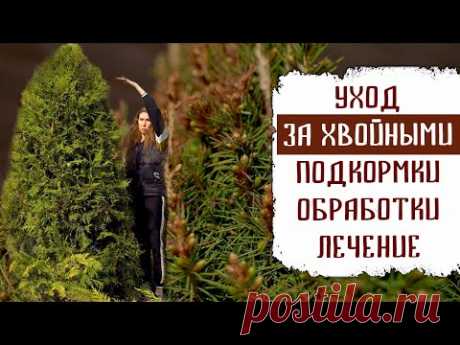 Уход за хвойными: подкормки, лечение ожога, обработка от болезней и вредителей