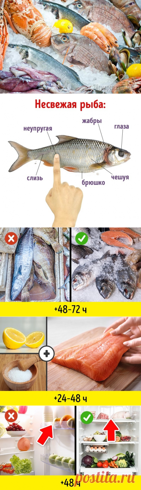 10 маленьких хитростей, как идеально сохранить свежую рыбу