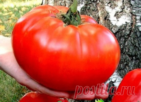 Сорта крупных помидоров: описание с фото