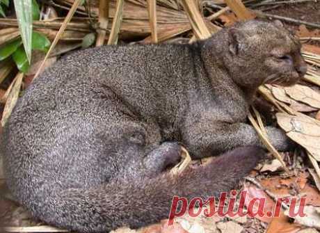 Jaguarundi - Tigrillo of the South | Animal Pictures and Facts | FactZoo.com