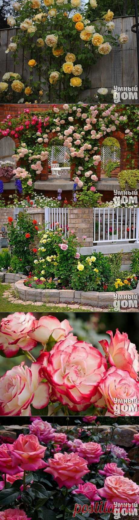 Лучшее украшение для сада: розарий