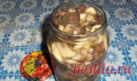 Что можно делать с грибами рядовками: рецепты соления, жарки, маринования и запекания
