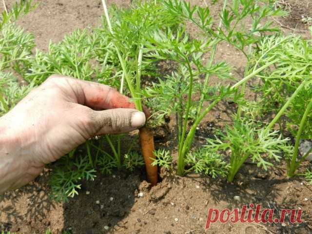 Почему плохо растёт морковь? Причины и что делать. Фото - Ботаничка.ru