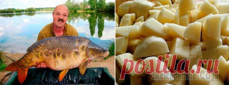 Ловля карпа на картошку