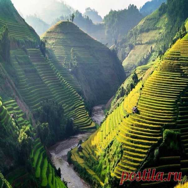 Чайные террасы во Вьетнаме — это остроумное инженерное решение, придуманное древними жителями. Эти 2000-летние террасы были вырезаны вручную в горах.