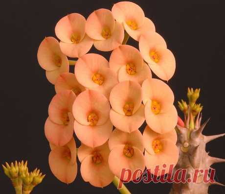 Euphorbia milii | Flickr - Photo Sharing!