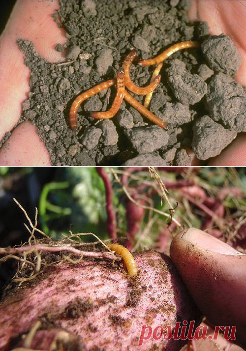 Что посеять от проволочника осенью. Что посеять от проволочника осенью. Картофельный червь проволочник. Личинка жука щелкуна. Земляной проволочник.