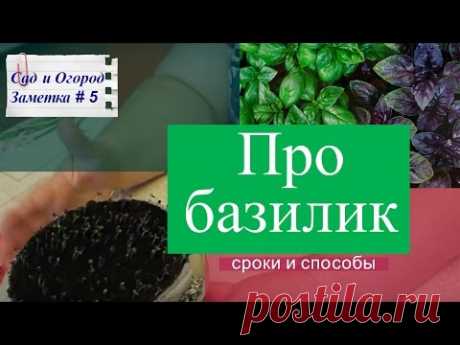 Про базилик: сроки и способы посадки. Сад и Огород. Заметка #5.